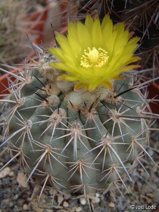 Islaya islayensis 'copiapoides chalaensis' JL MVC805 Dscf1290